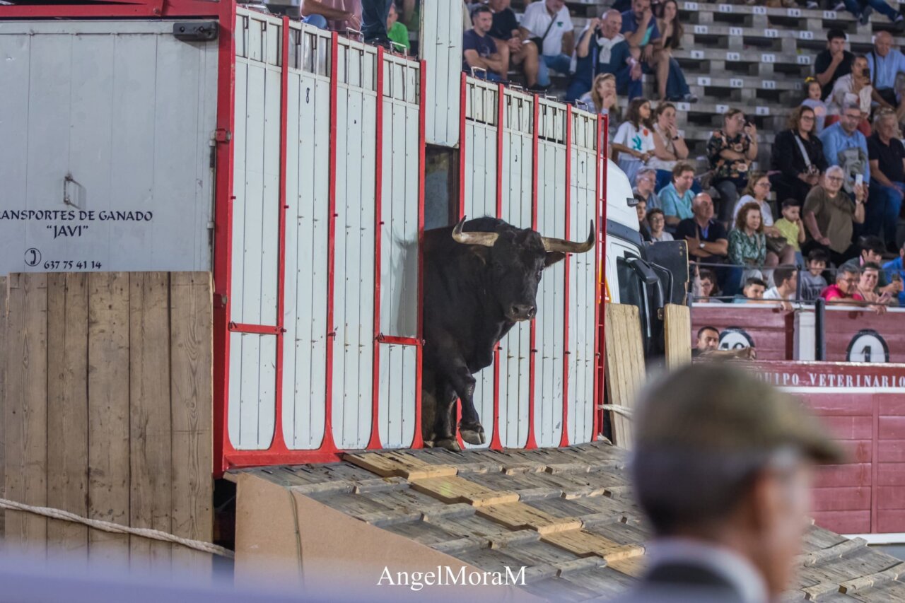 Albacete abre su feria este sábado con una gran desencajonada
