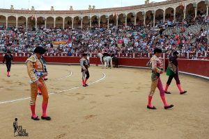 Bulls in Albacete